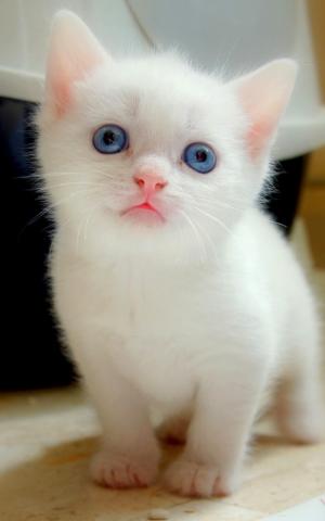 大蓝眼睛白色小猫iPhone 6加高清壁纸