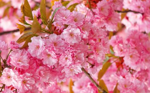 美丽的粉红色日本樱花树Mac壁纸