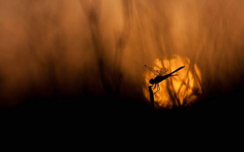 蜻蜓在夕阳的Mac壁纸