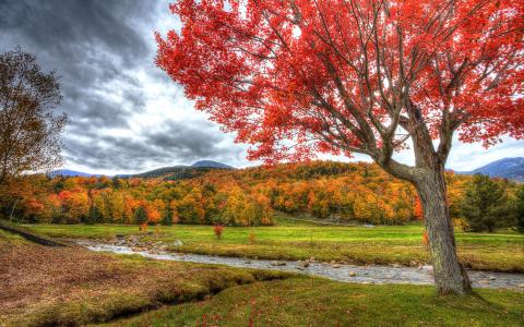 多彩的秋天的树叶Mac壁纸