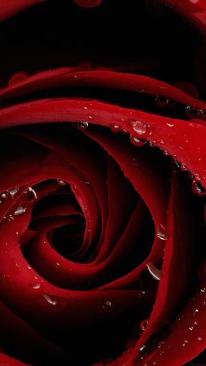 红玫瑰花卉特写iPhone 6壁纸