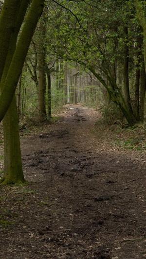 森林路径幽灵般的iPhone 6壁纸