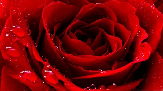 红色爱玫瑰Mac壁纸