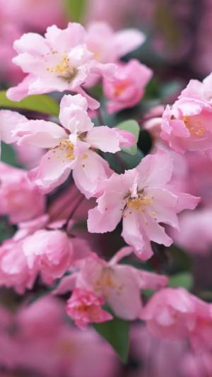 樱花树开花iPhone 6壁纸
