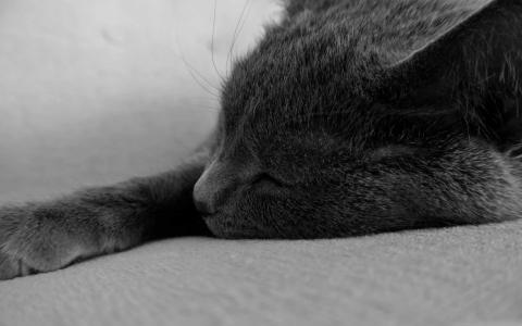 睡猫Kitty的Mac壁纸