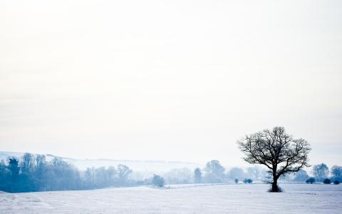 雪原和树Mac壁纸