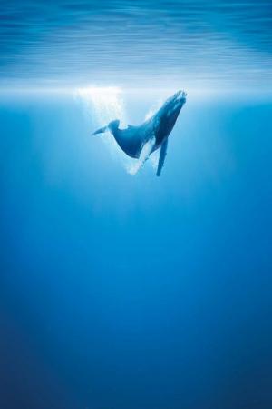 座头鲸蓝色海洋iPhone壁纸