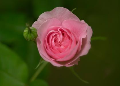 粉色玫瑰写真
