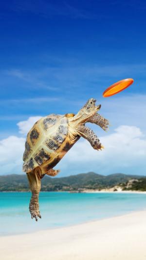 乌龟飞盘海滩iPhone 6壁纸