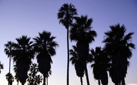 棕榈树威尼斯海滩洛杉矶Mac壁纸