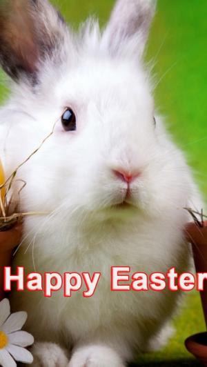 复活节快乐兔子问候iPhone 5壁纸