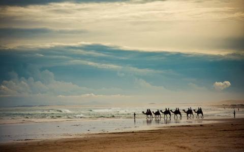 骆驼在海滩的Mac壁纸