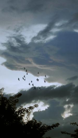 天空翱翔的鸟群