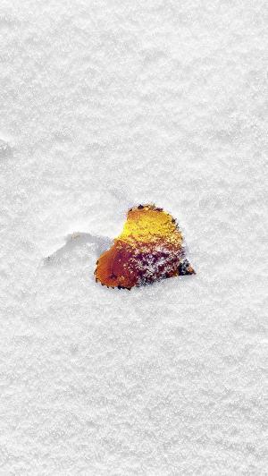 叶冬季雪简单干净的iPhone 5壁纸