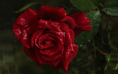 沾着水滴的鲜艳玫瑰花朵