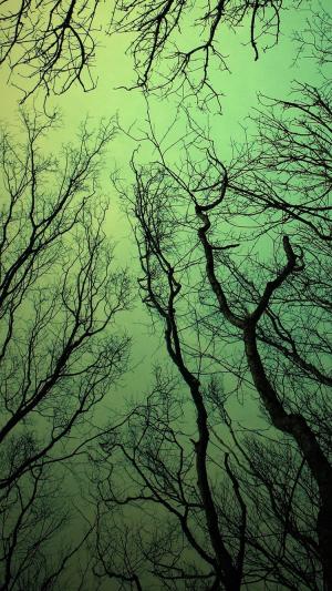 绿色的天空森林树枝iPhone 6的壁纸