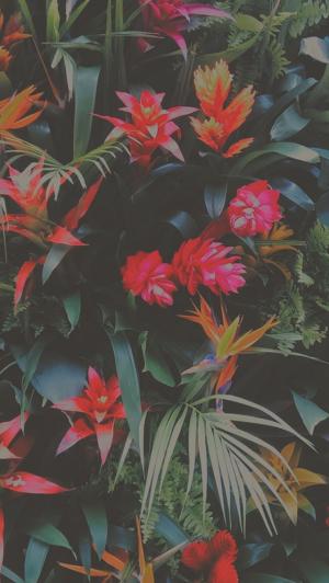热带花卉混合iPhone 5壁纸