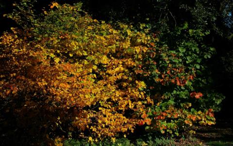 在植物园的Mac壁纸秋天的场景