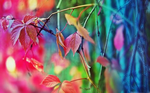 多彩的叶子Mac壁纸