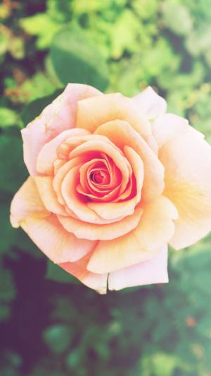 粉红玫瑰花卉iPhone 6 Plus高清壁纸