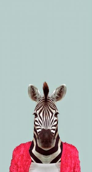 斑马有趣的动物肖像iPhone 6 Plus高清壁纸
