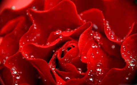 爱就像红玫瑰的Mac壁纸