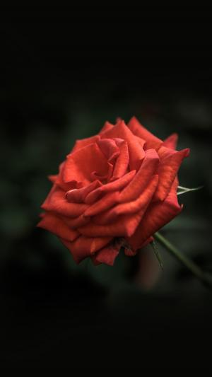 红玫瑰花卉iPhone 6壁纸