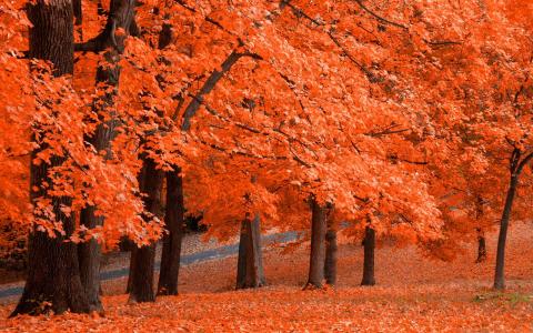 美丽的秋天Leafage Mac壁纸