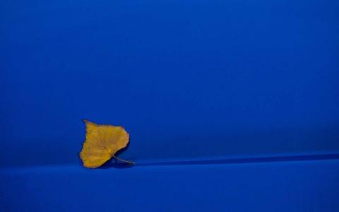 在蓝色背景Mac墙纸的黄色叶子