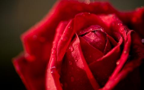 娇艳欲滴的红玫瑰微距摄影