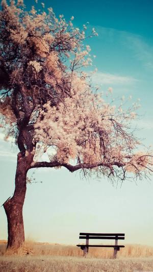 孤独的工作台粉红树叶树iPhone 6 Plus高清壁纸