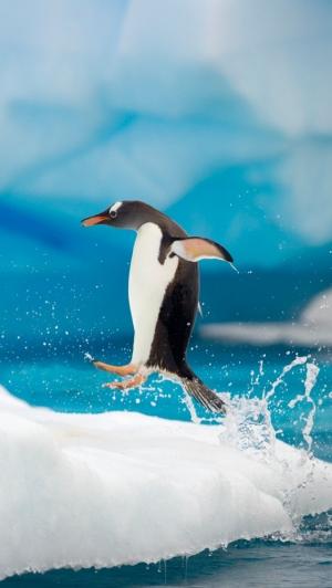 企鹅跳跃的iPhone 5壁纸