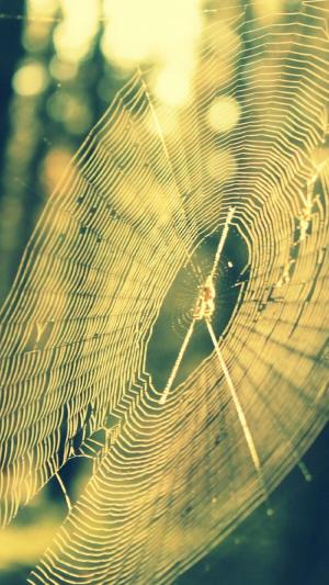蜘蛛网太阳光iPhone 6壁纸