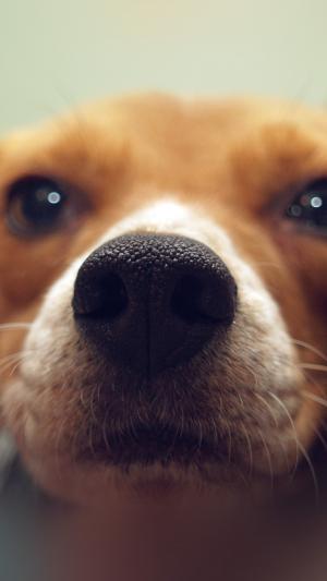 可爱的小狗鼻子iPhone 6+高清壁纸