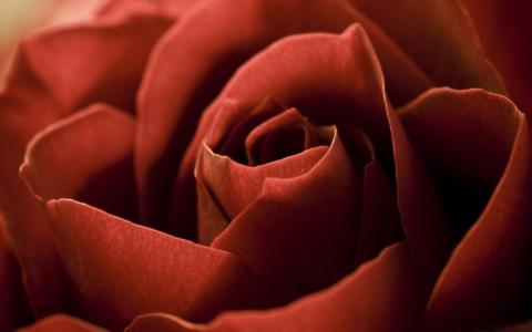 红玫瑰花瓣宏观Mac壁纸
