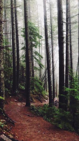 森林森林路径松树iPhone 6壁纸