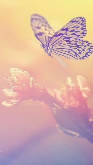 蝴蝶和花iPhone 6壁纸