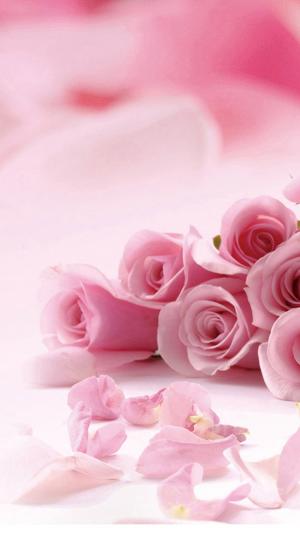粉红玫瑰花花瓣iPhone 6壁纸