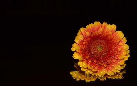 橙色非洲菊菊花Mac壁纸