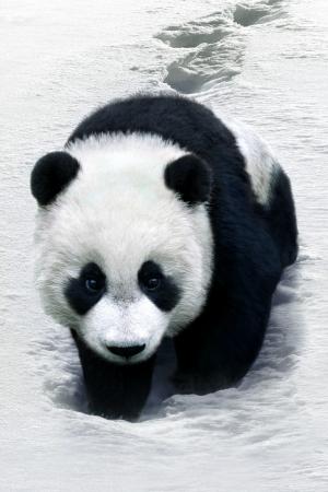 熊猫iPhone壁纸