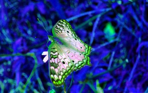 蓝色和绿色的蝴蝶Mac壁纸