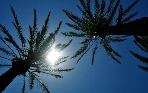 阳光透过棕榈树Mac壁纸