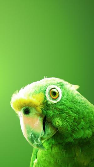 绿色鹦鹉iPhone 5壁纸