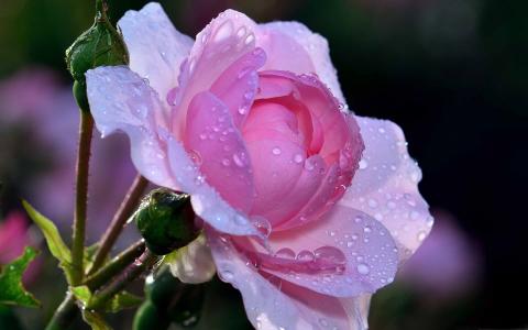 粉红色的玫瑰夏天Mac壁纸