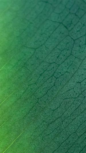 绿叶纹理iPhone 5壁纸