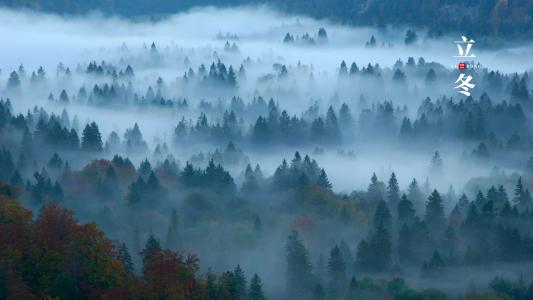 立冬节气之雾漫森林