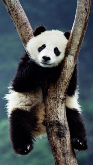 中国熊猫树iPhone 5壁纸
