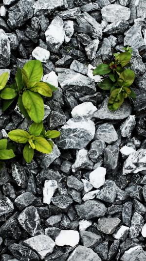 石头之间的植物iPhone 6壁纸