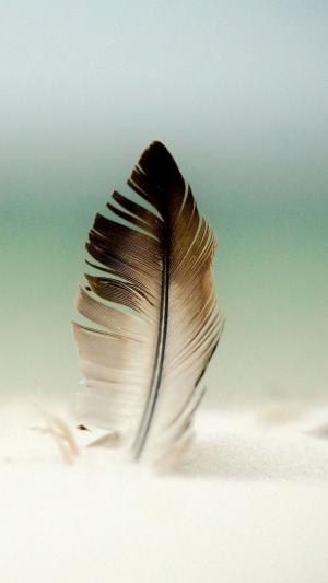 在沙子iPhone 6墙纸的羽毛