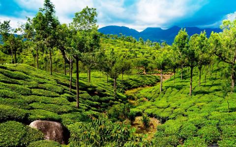 绿茶字段喀拉拉邦印度Mac壁纸